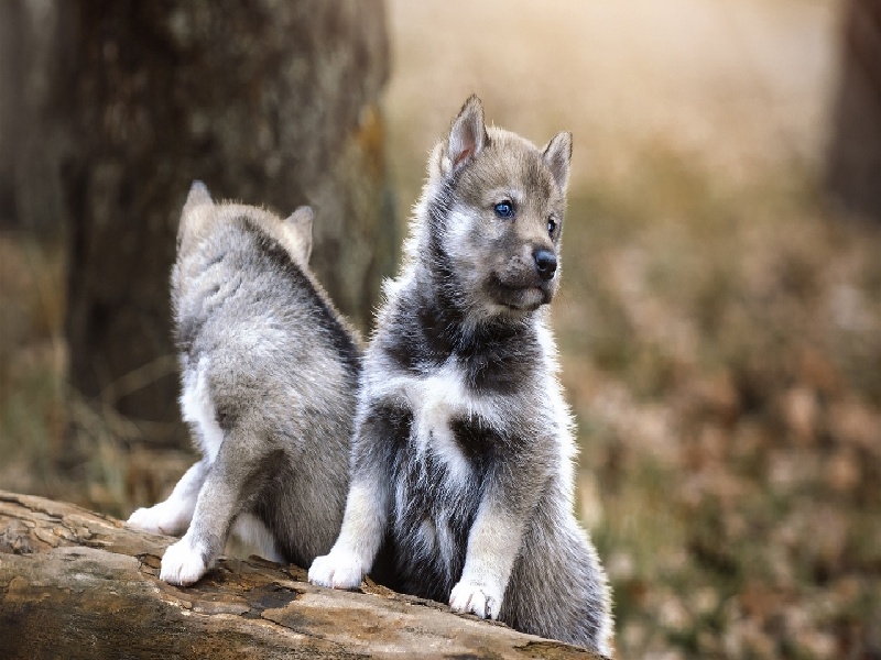 李先生夫妇成功案例
